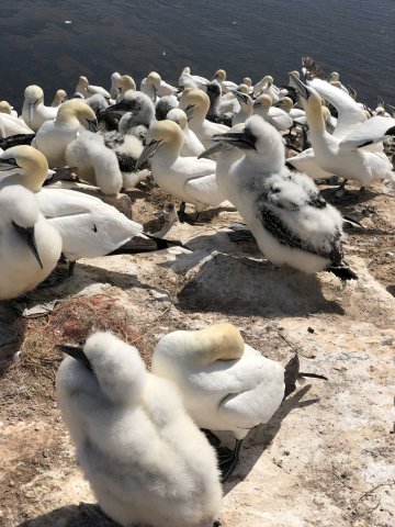 Helgoland